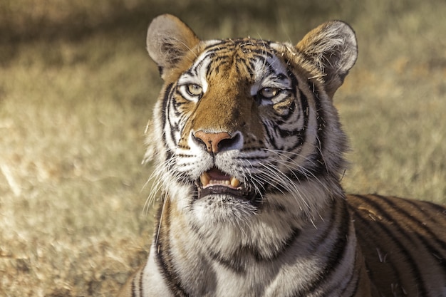 Primer plano de un lindo tigre de Bengala