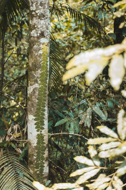 Foto primer plano de líquenes en un árbol en el bosque