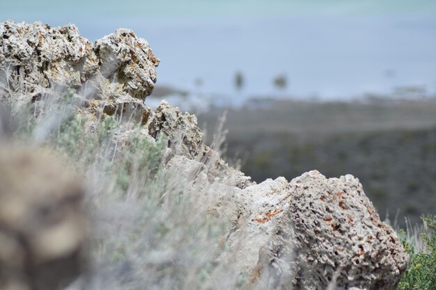 Foto primer plano de líquenes en la roca