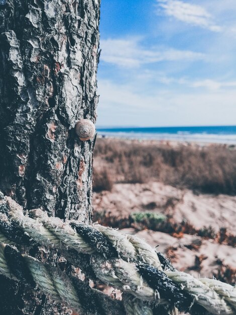 Foto primer plano de líquenes en el tronco de un árbol junto al mar contra el cielo