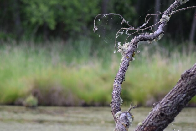 Foto primer plano de líquenes en el tronco del árbol