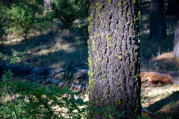 Primer plano de líquenes en el tronco del árbol