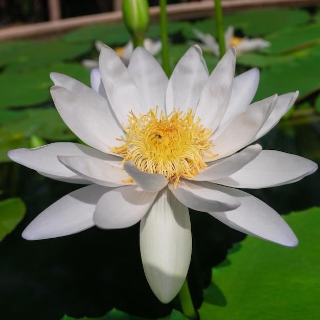 Primer plano del lirio de agua blanco