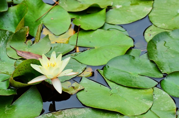 Primer plano de un lirio de agua de loto en el agua