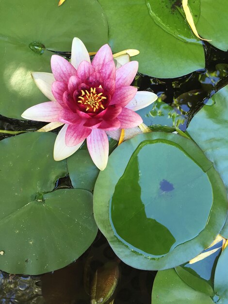 Foto primer plano de un lirio de agua de loto en un lago