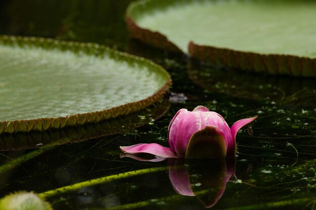 Primer plano de un lirio de agua de loto en un lago