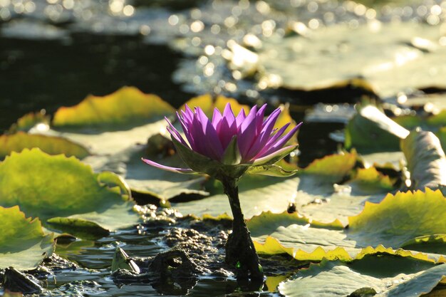 Foto primer plano de un lirio de agua de loto en un lago