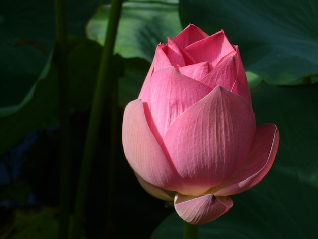 Primer plano del lirio de agua de loto rosado floreciendo en el lago