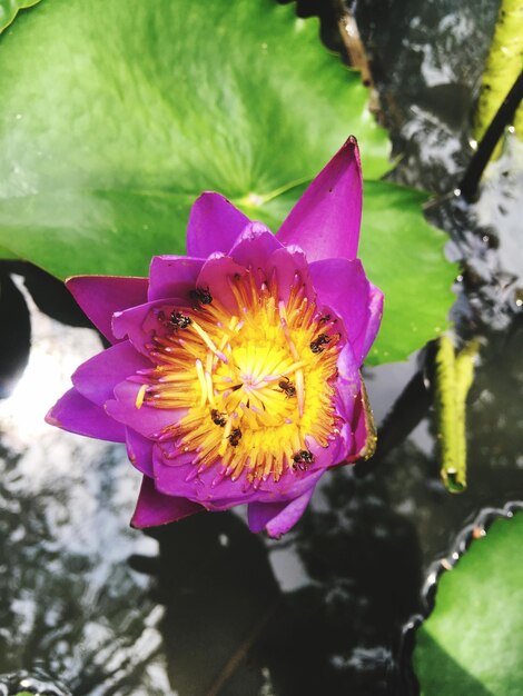 Foto primer plano de un lirio de agua de loto rosado