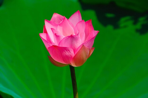 Foto primer plano de un lirio de agua de loto rosado