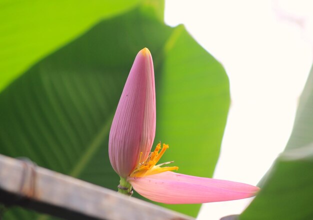 Foto primer plano de un lirio de agua de loto rosado