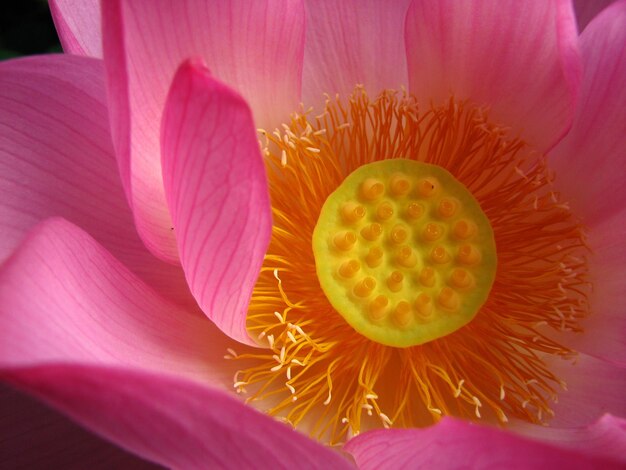 Primer plano del lirio de agua de loto rosado