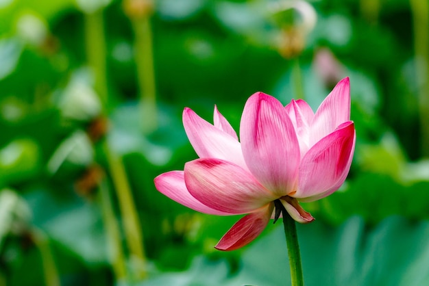 Primer plano de un lirio de agua de loto rosado