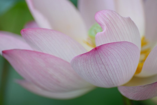 Foto primer plano de un lirio de agua de loto rosado