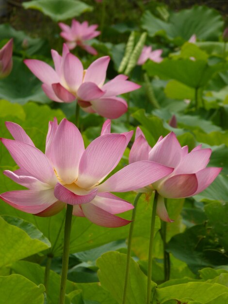 Foto primer plano del lirio de agua de loto rosado