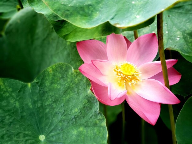 Foto primer plano de un lirio de agua de loto rosado