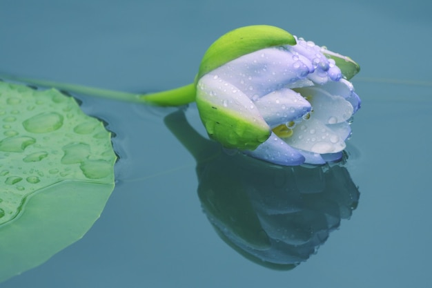 Foto primer plano del lirio de agua del loto