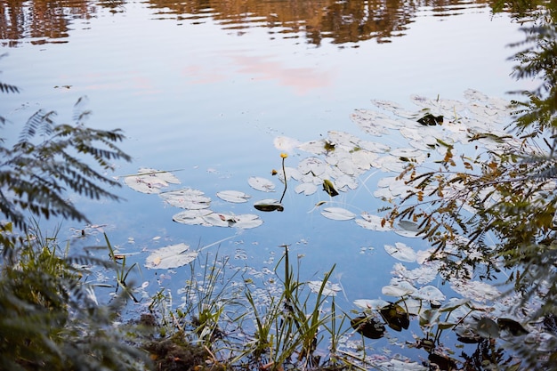 Primer plano de un lirio de agua en un pantano en otoño