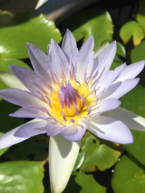 Primer plano de un lirio de agua púrpura en flor en un estanque