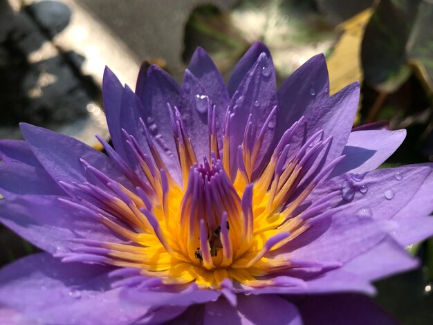 Primer plano de un lirio de agua púrpura en flor en un parque