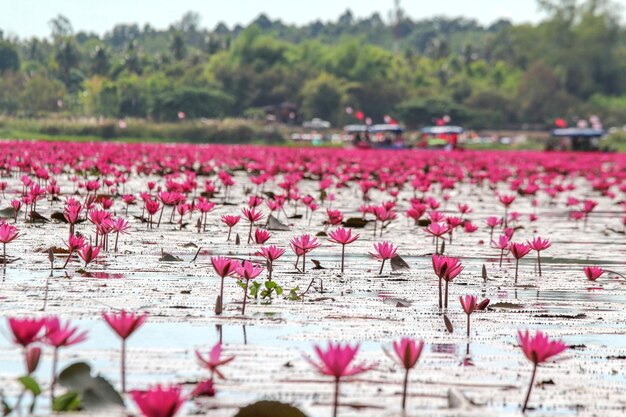 Foto primer plano de un lirio de agua rosado en el campo