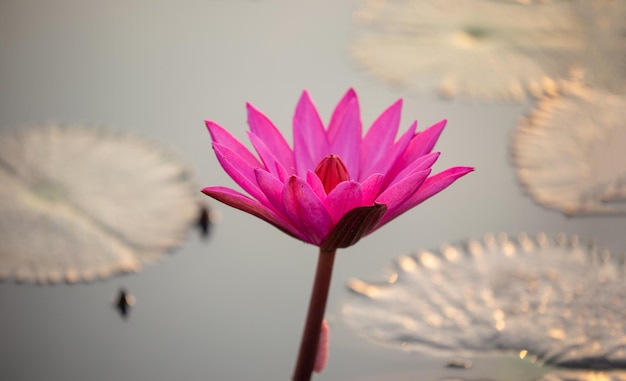 Primer plano de un lirio de agua rosado en un estanque