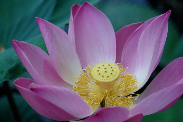 Primer plano de un lirio de agua rosado floreciendo en un estanque