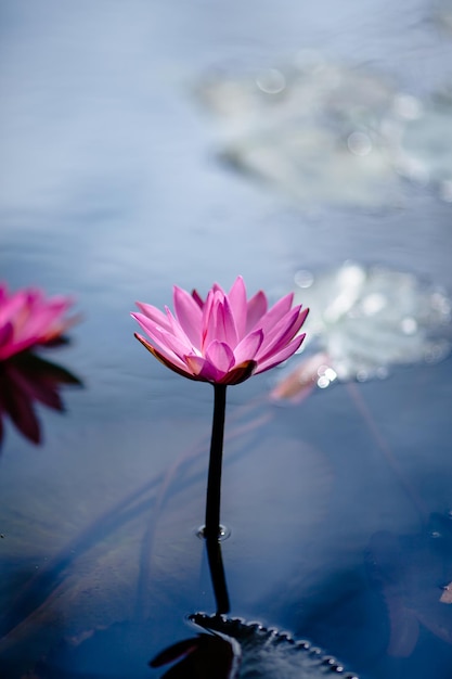 Primer plano de un lirio de agua rosado en un lago