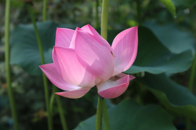 Primer plano de un lirio de agua rosado