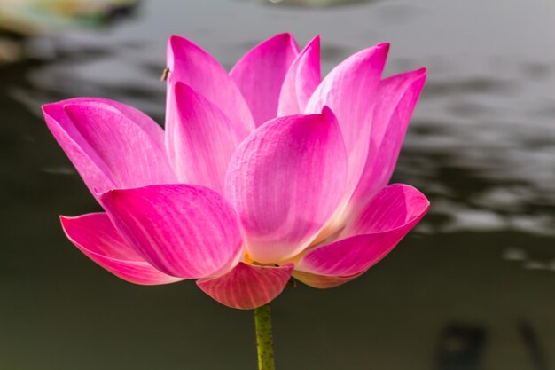 Foto primer plano de un lirio de agua rosado