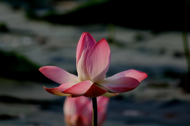 Primer plano de un lirio de agua rosado