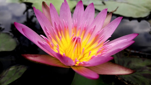 Foto primer plano de un lirio de agua rosado