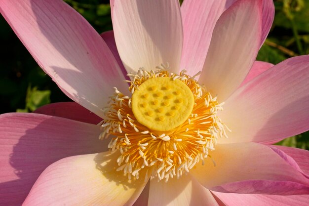 Foto primer plano de un lirio de agua rosado