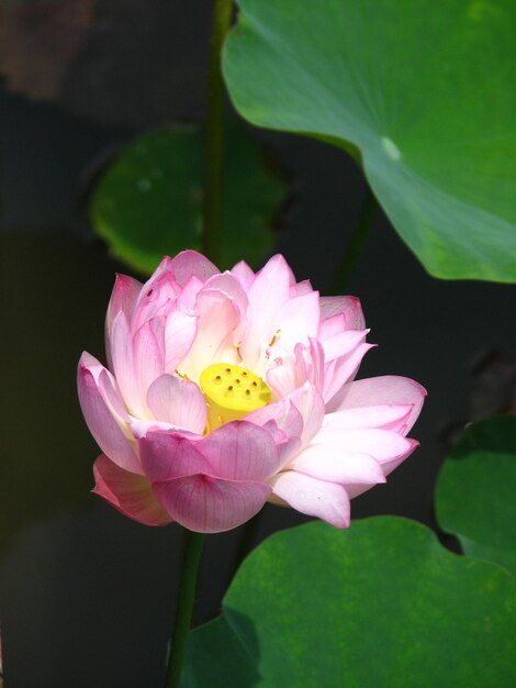 Primer plano de un lirio de agua rosado