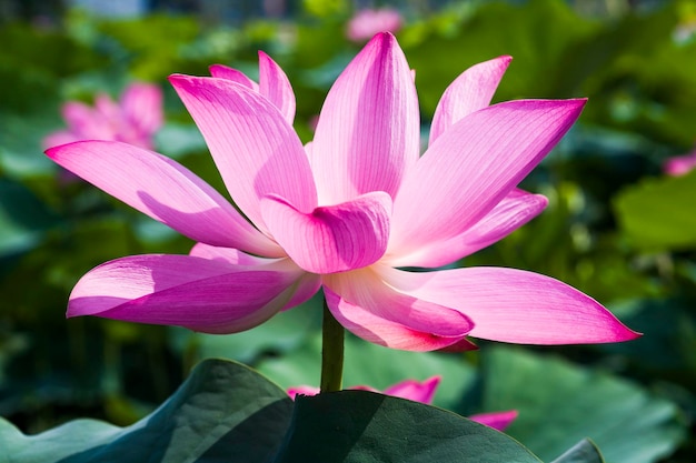 Foto primer plano de un lirio de agua rosado