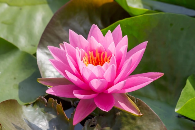 Foto primer plano de un lirio de agua rosado