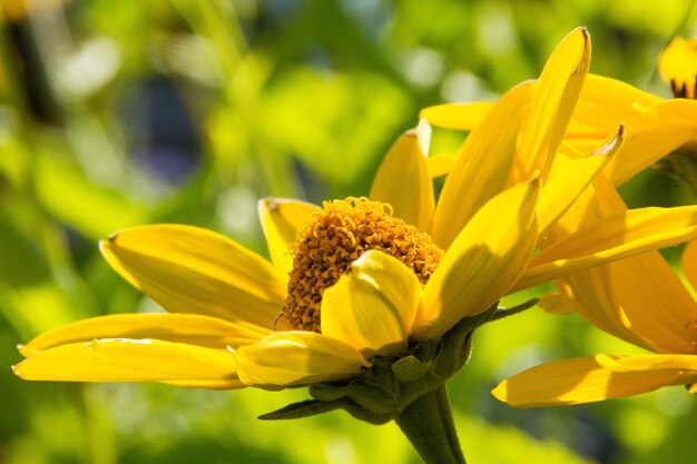 Foto primer plano de un lirio amarillo en flor en un parque