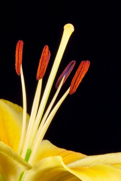 Primer plano de lirio amarillo (lilium) contra un fondo oscuro