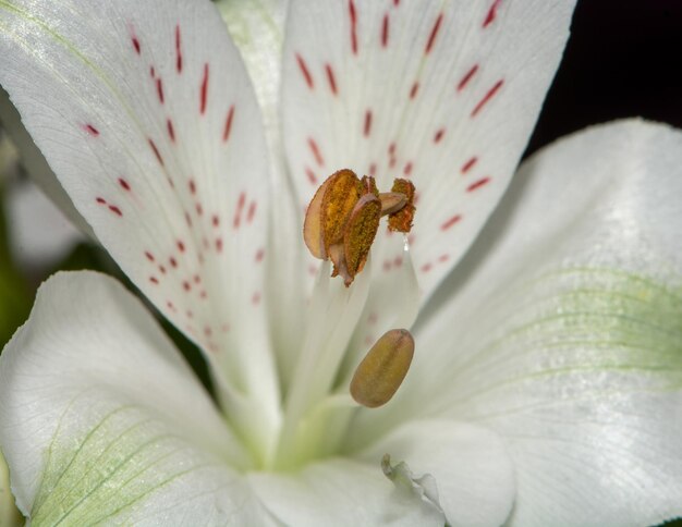 Foto primer plano de un lirio blanco en flor al aire libre