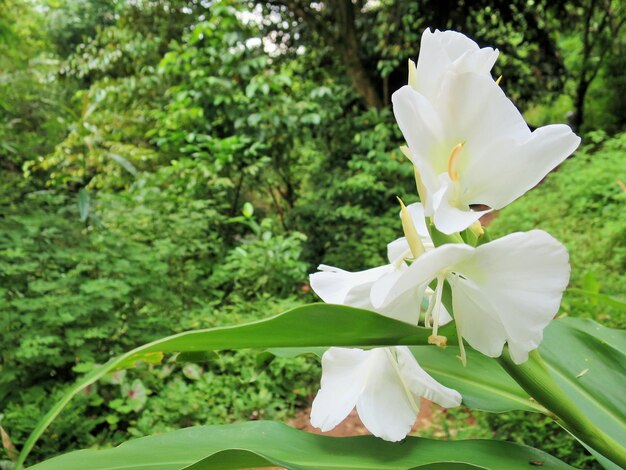 Primer plano del lirio blanco en flor en el parque