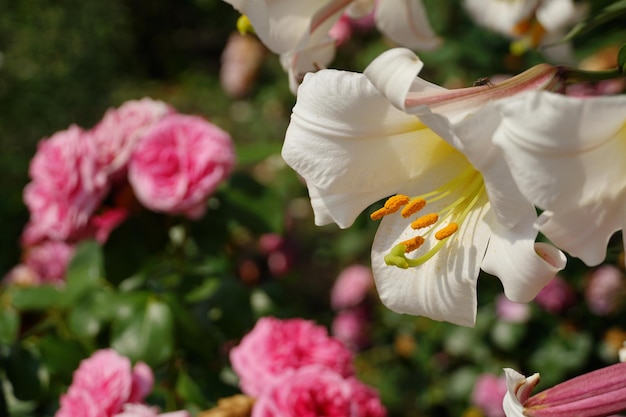 Primer plano de un lirio blanco con rosas en el fondo