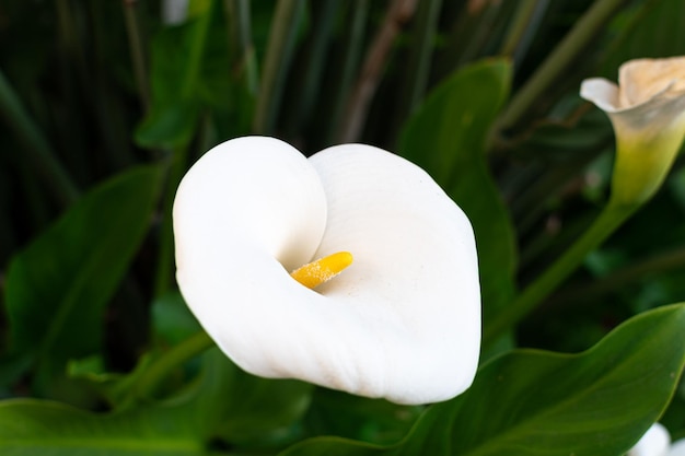 Primer plano de un lirio de cala Zantedeschia aethiopica