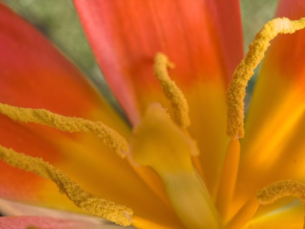 Primer plano de lirio de día que florece al aire libre