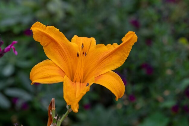 Foto un primer plano de un lirio naranja en flor