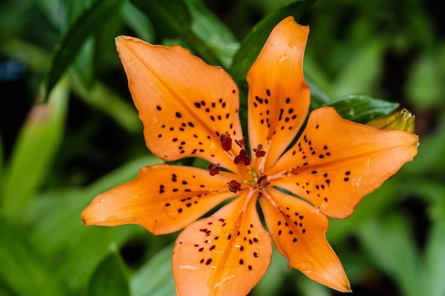 Foto primer plano de un lirio naranja