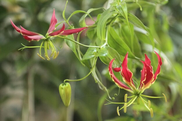 Foto primer plano del lirio trepador rojo