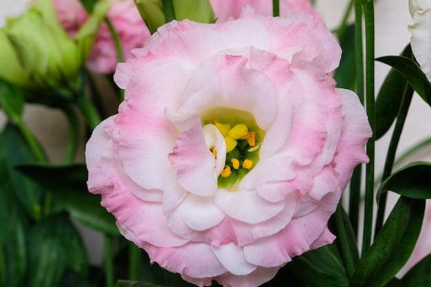 Primer plano de lisianthus rosa