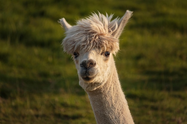 Un primer plano de una llama