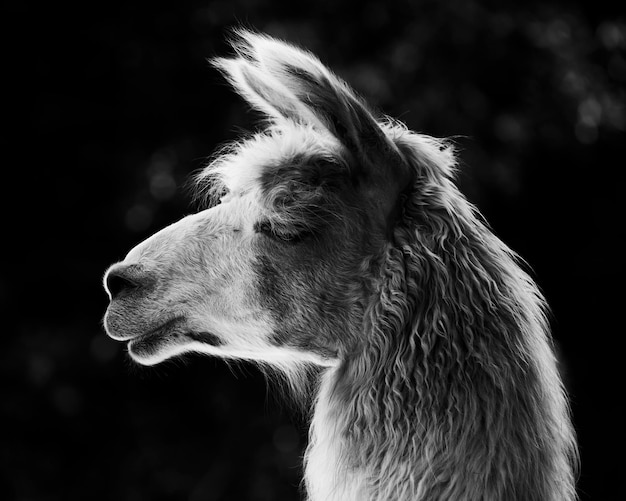 Un primer plano de una llama