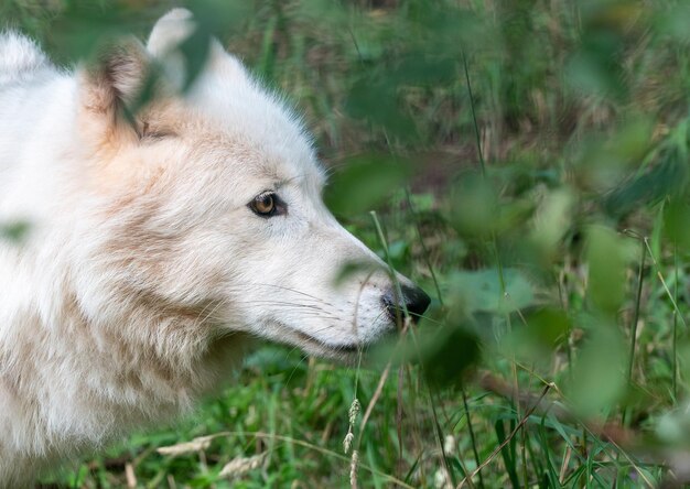 Primer plano de un lobo que mira hacia otro lado